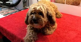 Sakin Havlamayan Bebek 2020 Poodle Apartmanda Yasam Pelus