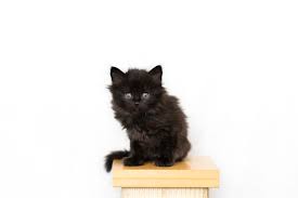 Open a walmart credit card to save even more! Colorado Siberian Cats Colorado Siberian Cats Website
