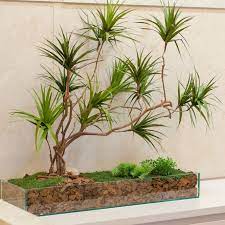 Dracena Jardines Verticales Dracenas Jardineria