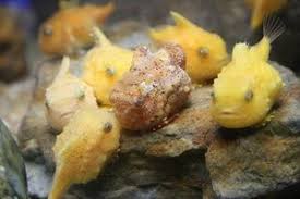 水族館のプチアイドル twitterでも大人気のダンゴウオ naver まとめ marine life sea creatures sea life