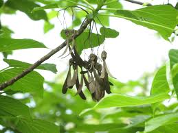 Image result for Gyrocarpus