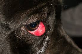 Give your dog the antibiotics as directed. How To Treat Cherry Eye In Dogs Vet Help Direct