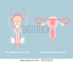 This is the female organ of copulation and is a fibromuscular tube or sheath lined with stratified squamous epithelium. Male And Female Reproductive System Internal Organs Anatomy Body Part Nervous System Vector Illustration Cartoon Flat Character Design Clip Art Poster Id 307016275