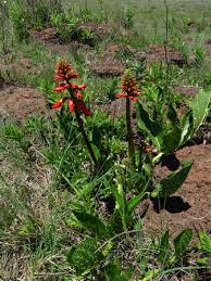 Image result for Erythrina zeyheri