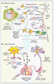Multiple sclerosis (ms), also known as encephalomyelitis disseminata, is a demyelinating disease in which the insulating covers of nerve cells in the brain and spinal cord are damaged. Multiple Sclerosis A Two Stage Disease Nature Immunology