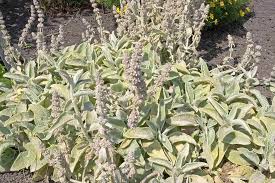 Image result for Maranthes goetzeniana