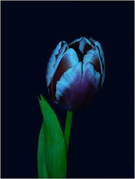 Buy black tulip and get the best deals at the lowest prices on ebay! 13 Best Black Tulips Ideas Black Tulips Tulips Black Flowers