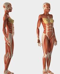 3d Model Female Muscular Anatomy Rigged Turbosquid 1317305 In 2020 3d Model Model Anatomy