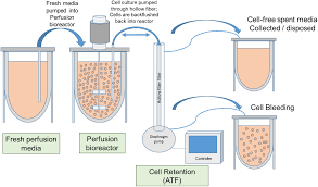 Animal cell culture media composition and preparation. Cell Culture Media For Recombinant Protein Expression In Chinese Hamster Ovary Cho Cells History Key Components And Optimization Strategies Ritacco 2018 Biotechnology Progress Wiley Online Library