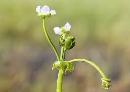 Image result for Caldesia