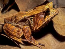 Cannibal Frogs: Horned Frogs, Darth Vaders & Dragons — Exotica Esoterica