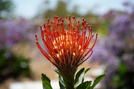 Image result for Leucospermum