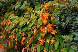 Image result for Begonia sutherlandii
