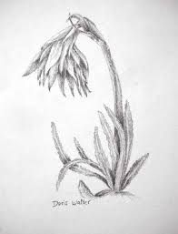 Check spelling or type a new query. Visor Redalyc Algunos Aportes A La Etnobotanica En La Cordillera Blanca Sierra De Ancash