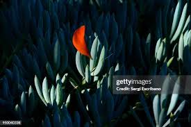 Image result for tbn:HNtrRnQBmFuaxM::www.bluechopsticks.com/img_large/800CC_0805S1015.jpg