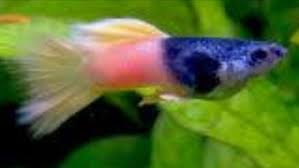 Poecilia Reticulata Pingu Guppy Fish Aquarium Fish Betta Aquarium