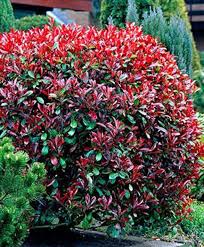 Now that i know how to care for it, i'm definitely adding one to my garden. Best Shrubs For Zone 6 Evergreen Shrubs Colorful Shrubs Planting Shrubs