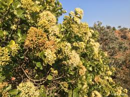 Image result for Nuxia congesta