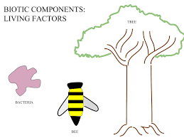 Biotic Component Wikipedia