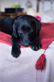 Buy Or Sell Dogs Puppies Online At Https Www Dogspuppiesforsale Com Cute Dogs Cute Baby Animals Puppies And Kitties