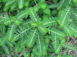Image result for Phyllanthus udoricola
