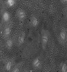 Image result for Zanha golungensis