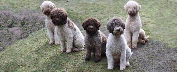 We are david and gwen hubbs. Lagotto Romagnolo Puppies For Sale Lagotto Romagnolo Dog Breeders
