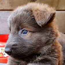 Enter your email address to receive alerts when we have new listings available for blue german shepherd puppies for sale uk. Blue German Shepherd Faqs Fenris Fangs