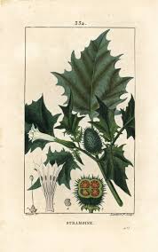 Image result for Datura stramonium