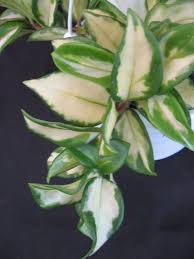 Check spelling or type a new query. Hoya Carnosa Krimson Princess Wax Flowers 4 Pot Gardino Nursery