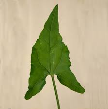 Image result for Rumex sagittatus