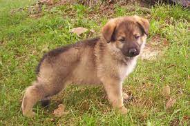 May 18, 2019 · the free german shepherd puppies nc, like many other large breeds, requires a lot of time and attention to it. Free Download Cool Wallpapers German Shepherd Puppy 800x533 For Your Desktop Mobile Tablet Explore 49 Dog Pictures German Shepherd Wallpaper Free German Shepherd Wallpaper Pictures German Shepherd Puppy Wallpaper