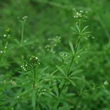 Image result for Galium