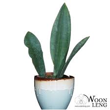 Let's see in detail how to grow this amazing snake plant variety. Sansevieria Masoniana Woon Leng Nursery