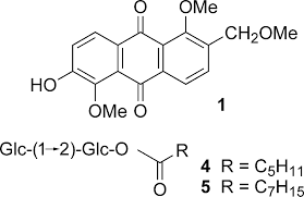 Image result for Morinda asteroscepa