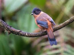 Image result for Cibirhiza