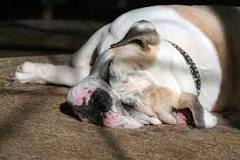 Image result for what treatment to use on dog who has sleep apnea