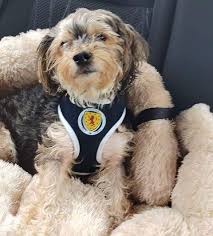 In euro not 2020 scotland … well. Euros 2020 Sorn Dog Wears Scotland Football Strip In Support Of Team Cumnock Chronicle