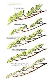 B1junpinching221 Jpg 500 786 Pixels Bonsai Tree Care Bonsai Care Bonsai Pruning