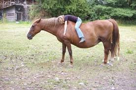 Re cheveux moches, d'origine ondulés carolinedaily. Chevaux Moches