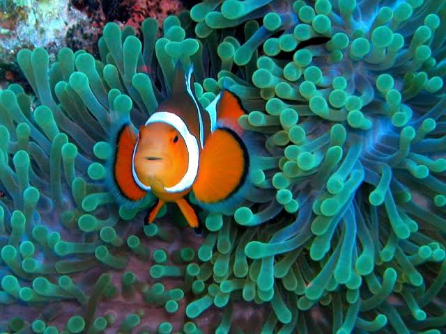Mga resulta ng larawan para sa Clown Fish or Anemone fish"