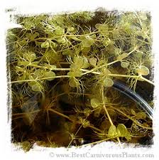 Image result for Utricularia reflexa
