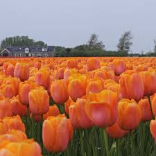 Classicità senza tempo evocata da morbide tessiture e calde tonalità. Tulip Dordogne Tulipa Fluwel