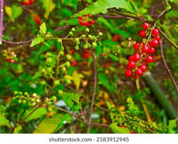 Image result for Petiveriaceae