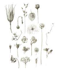 Pin On Botanical Illustration Art