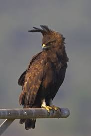 Birds Of South Africa Images South Africa S Finest Raptors Bird South African Birds Beautiful Birds