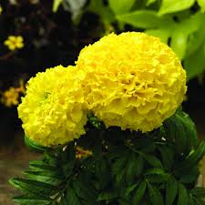 Image result for Tagetes erecta