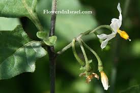 Image result for Solanum scabrum