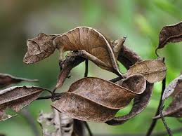 At one time, huge prehistoric reptiles dominated the earth. Absurd Creature Of The Week Satanic Leaf Tailed Gecko Wears The World S Most Unbelievable Camo Wired