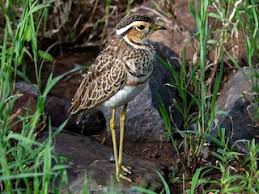 Image result for Cincinnobotrys